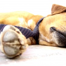 Hond op je werkplek?