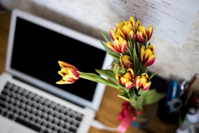 bloemen mooi houden in de hitte